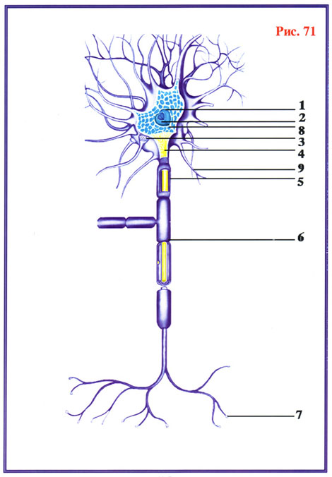 Fig-71