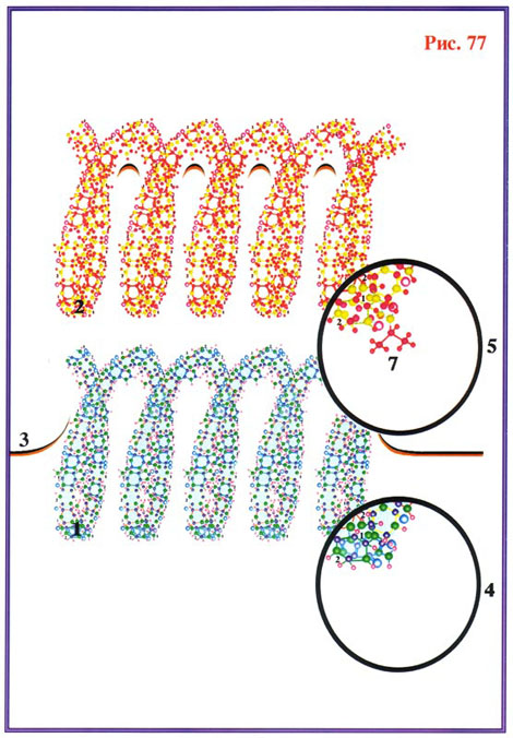 Fig-77
