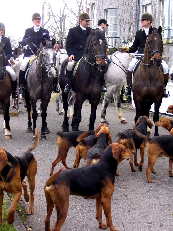 Охота на лис – традиционая забава английских аристократов