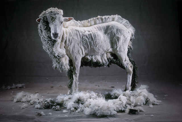 Стрижка овец только начинается